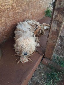cachorro sarandi 1 Caso do canil em Sarandi revolta e mobiliza protetores de animais