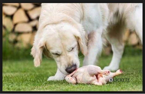 Foto de “Aprenda a dizer não pelo bem do seu cão”, alerta especialista