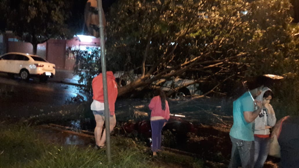 Foto de Motociclista fica ferido após árvore cair sobre ele em Maringá