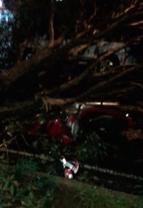 acidente motociclista 2 Motociclista fica ferido após árvore cair sobre ele em Maringá