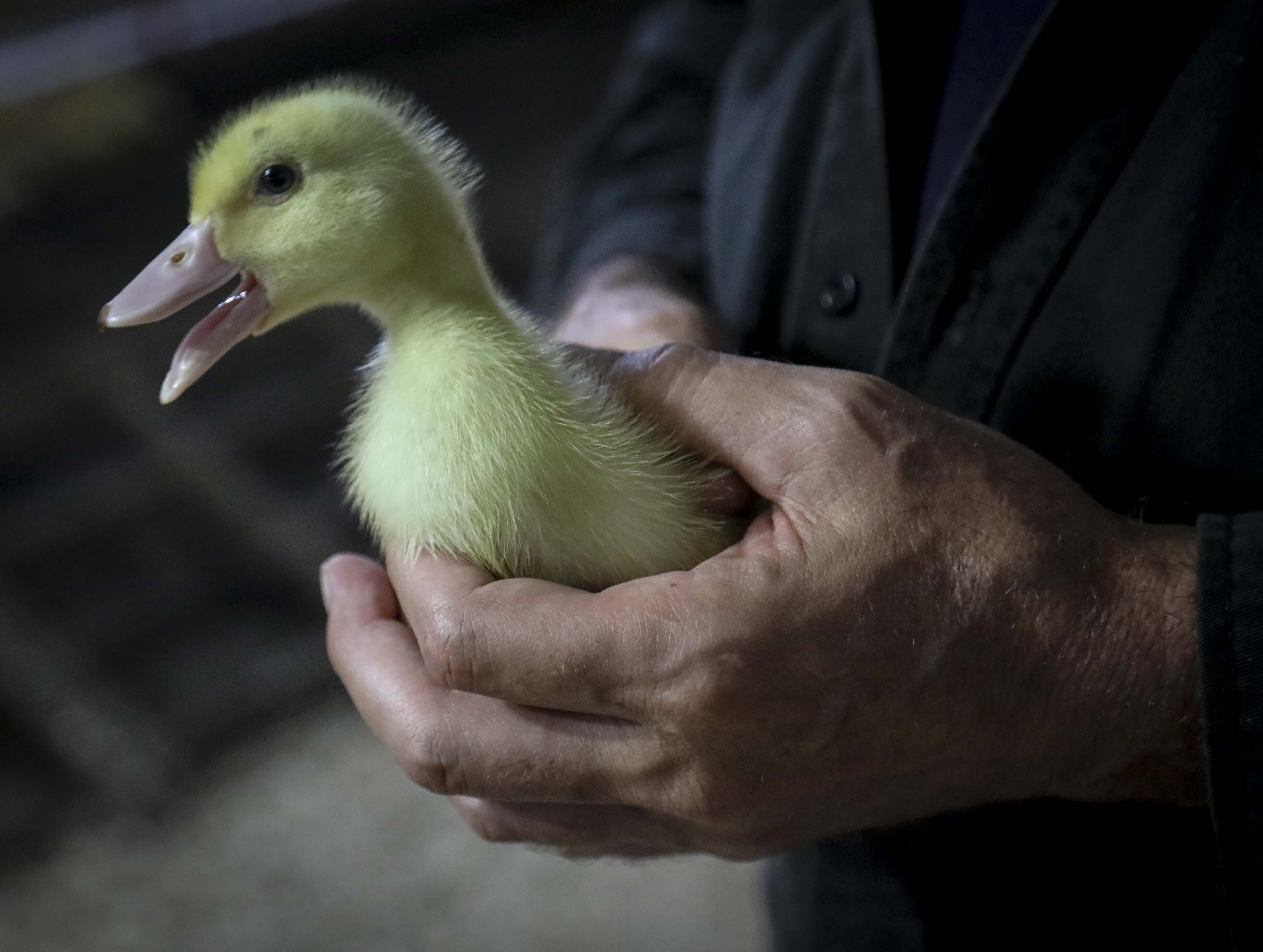 Foto de Nova York aprova lei que proíbe venda de foie gras na cidade