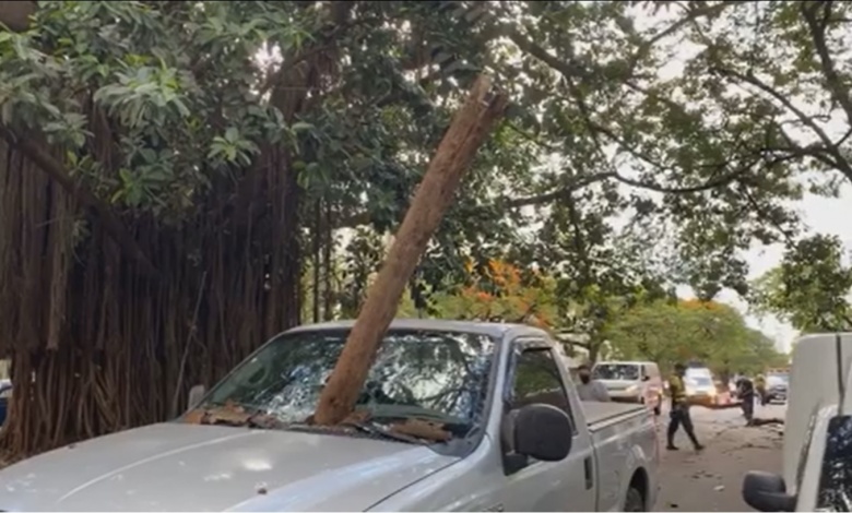"Susto grande" 1 acidente arvore "Susto grande"