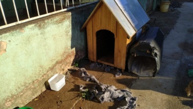 Foto de Criança foge de casa com medo da Covid-19 e passa noite em casinha de cachorro