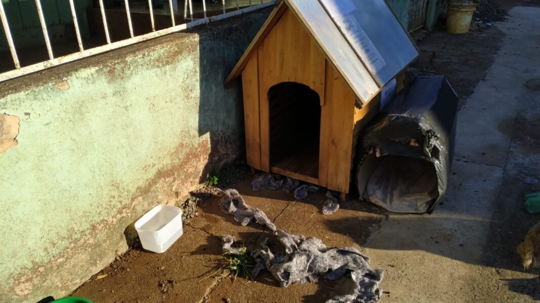 casinha de cachorro Criança foge de casa com medo da Covid-19 e passa noite em casinha de cachorro