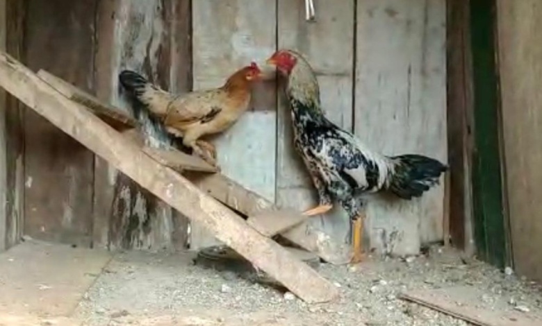 galo preso Galo é "preso" após cantar durante a madrugada em Ivaiporã