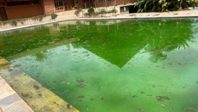 Foto de Dengue: abandonado, Clube Hípico preocupa