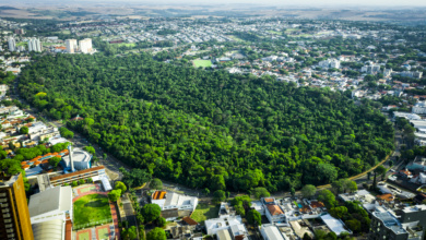 Foto de No ′Mês da Árvore′, Prefeitura recebe prêmio ′Cidade Árvore do Mundo′ e envolve comunidade em práticas sustentáveis