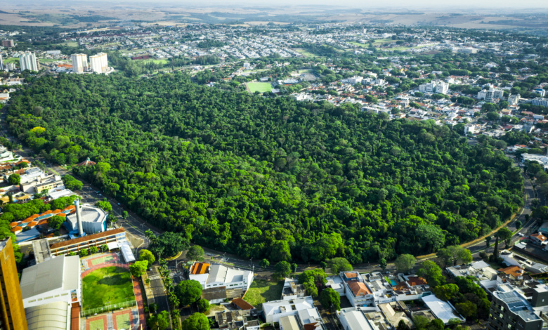 maringa verde No ′Mês da Árvore′, Prefeitura recebe prêmio ′Cidade Árvore do Mundo′ e envolve comunidade em práticas sustentáveis