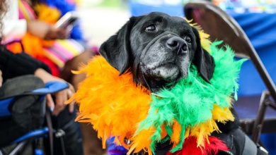 Foto de Cãocurso, oficina de máscaras, desfile de fantasias e feira de adoção: conheça as atrações do Carnaval do Shopping Catuaí