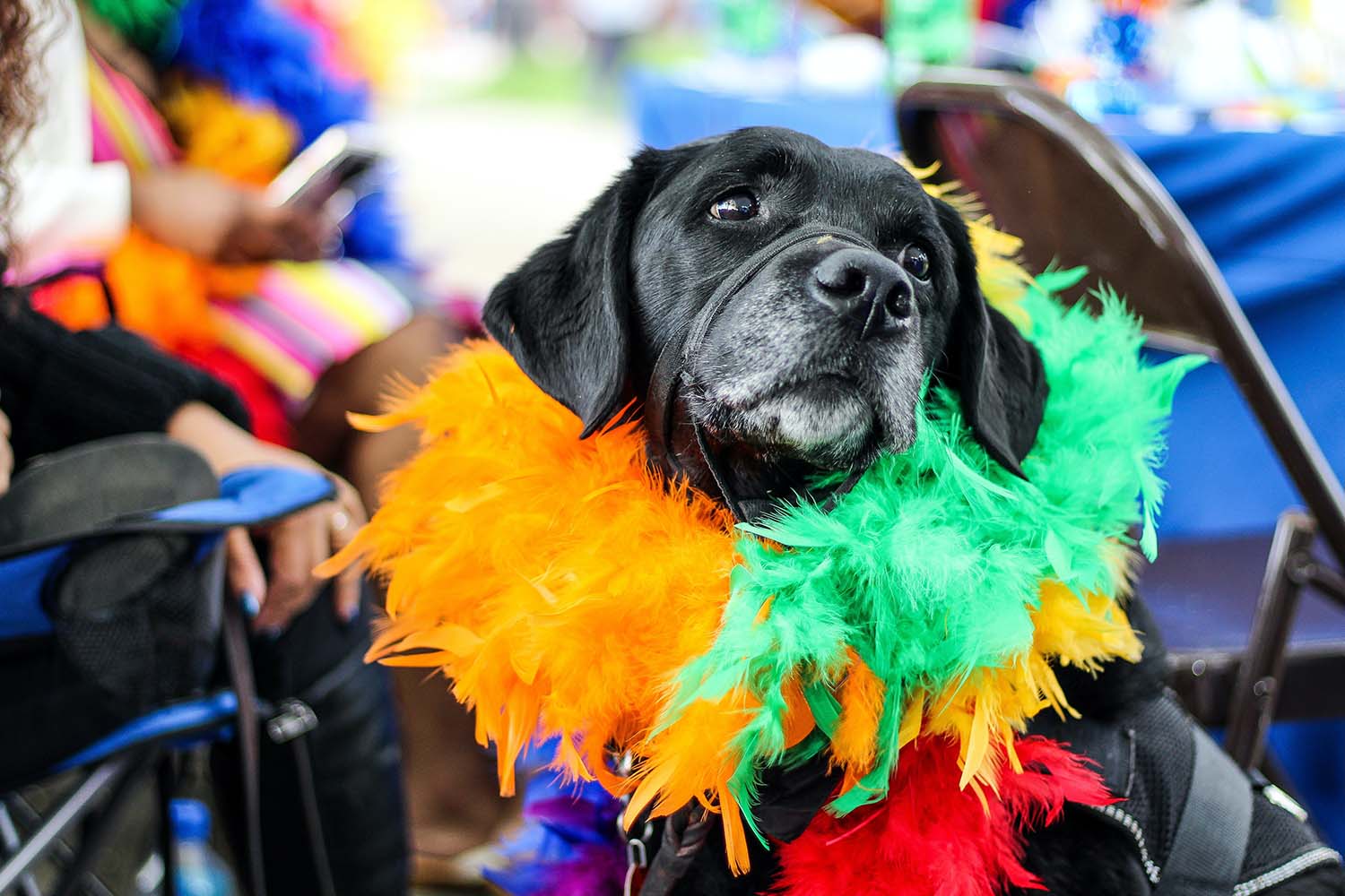 carnaval pet 3 Cãocurso, oficina de máscaras, desfile de fantasias e feira de adoção: conheça as atrações do Carnaval do Shopping Catuaí