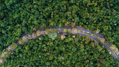 Foto de Maringá é reconhecida pela segunda vez como ′Cidade Árvore do Mundo′