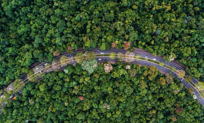 arvore Maringá é reconhecida pela segunda vez como ′Cidade Árvore do Mundo′