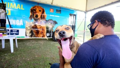 Foto de Prefeitura ultrapassa marca de 37 mil castrações gratuitas e amplia fiscalização contra maus-tratos de animais