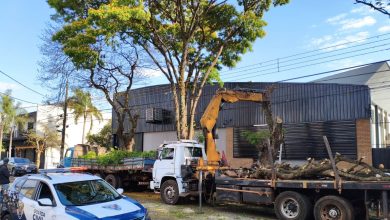 Foto de Envolvidos em corte irregular de árvore serão multados pela Prefeitura