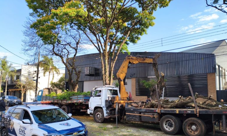 corte de arvore Envolvidos em corte irregular de árvore serão multados pela Prefeitura