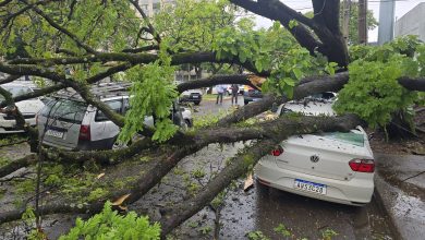 Foto de Homem fica ferido após árvore cair sobre carros em Maringá