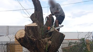 Foto de “Pica-pau” é preso duas vezes no mesmo dia cortando árvore semautorização