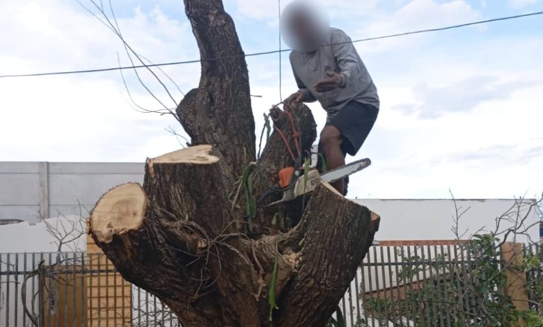 corte de arvore "Pica-pau" é preso duas vezes no mesmo dia cortando árvore semautorização