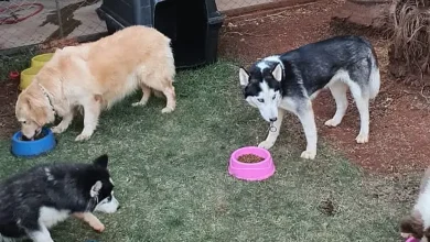 Foto de Vereador Lemuel do PDT acusado de se apropriar de doações para ONG irregular foi condenado em outro processo