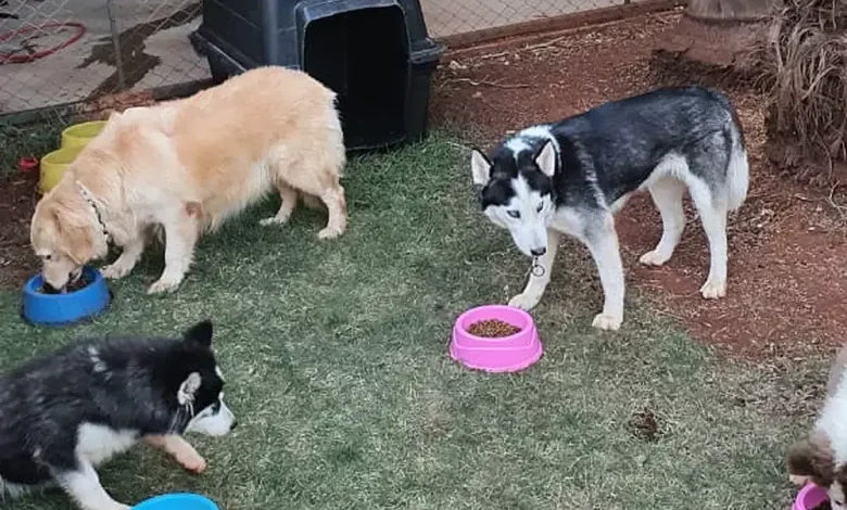 Vereador Lemuel do PDT acusado de se apropriar de doações para ONG irregular foi condenado em outro processo 1 caes sumiram Vereador Lemuel do PDT acusado de se apropriar de doações para ONG irregular foi condenado em outro processo