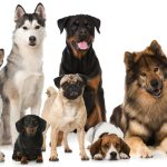 caes Maringá recebe 702 castrações gratuitas a partir desta quinta-feira