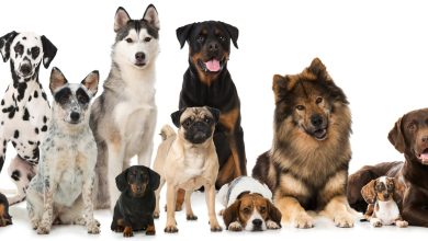 Foto de Maringá recebe 702 castrações gratuitas a partir desta quarta-feira