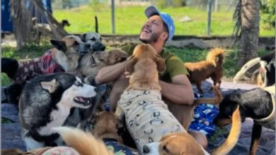 Ministério Público pede aumento de indenização contra vereador Lemuel Wilson Rodrigues por maus-tratos a animais 2 Foto de Ministério Público pede aumento de indenização contra vereador Lemuel Wilson Rodrigues por maus-tratos a animais