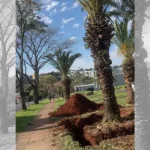 tamareiras Tamareiras são retiradas de avenida depois de 30 anos