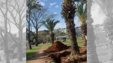 Foto de Tamareiras são retiradas de avenida depois de 30 anos