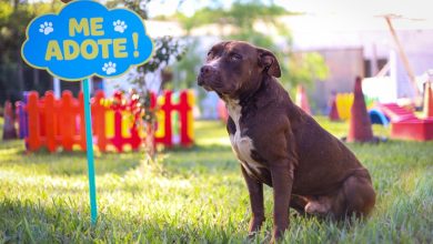 Foto de Prefeitura de Maringá promove feiras de adoção de cães e gatos neste fim de semana