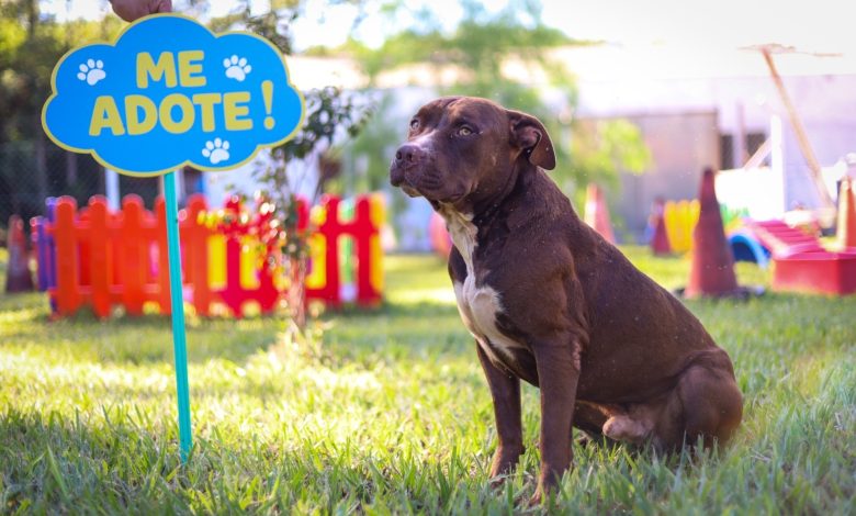 Prefeitura de Maringá promove feiras de adoção de cães e gatos neste fim de semana 1 cachorro pet Prefeitura de Maringá promove feiras de adoção de cães e gatos neste fim de semana